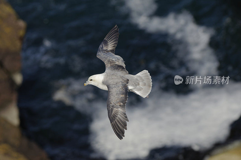 管鼻藿(Fulmarus glacialis)